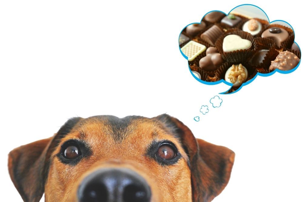 can dogs have chocolate